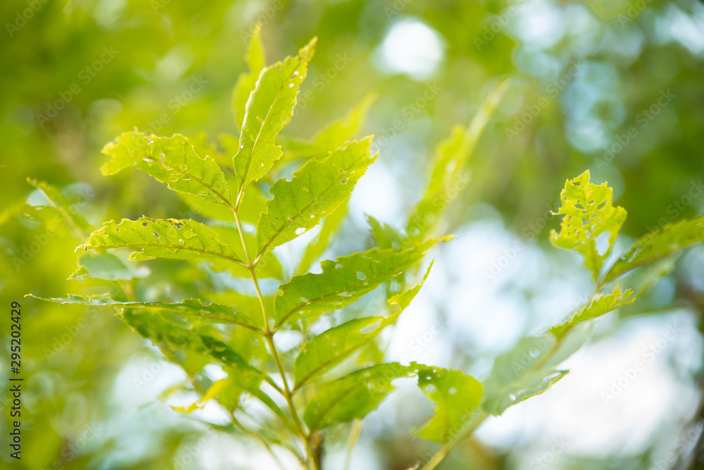 Branche d'arbre au feuillage recouvert de petits trous