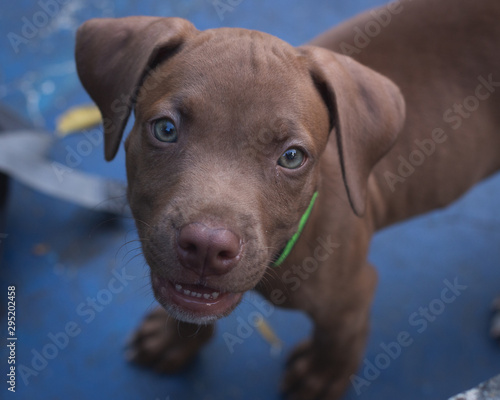 portrait of a dog