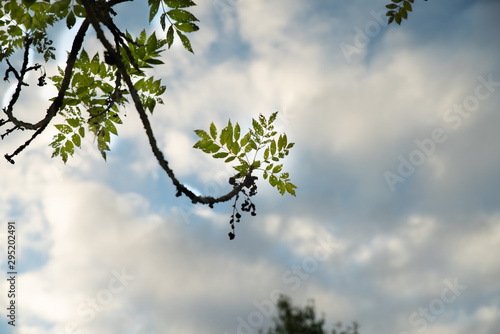 Branche d'arbre en contre jour,  au feuillage recouvert de petits trous