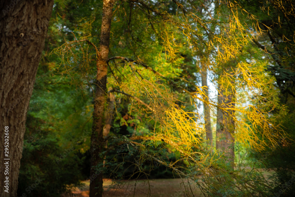 Obraz premium Coucher de soleil dans les arbres, automne