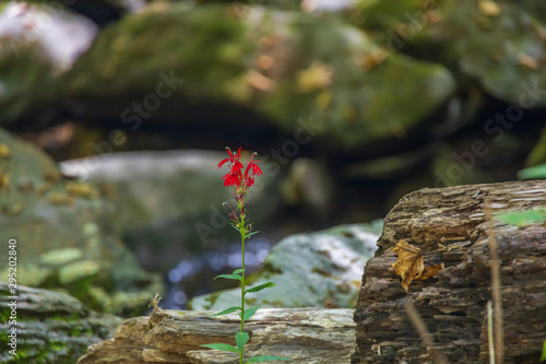 Cardinal Flower with rocks in background