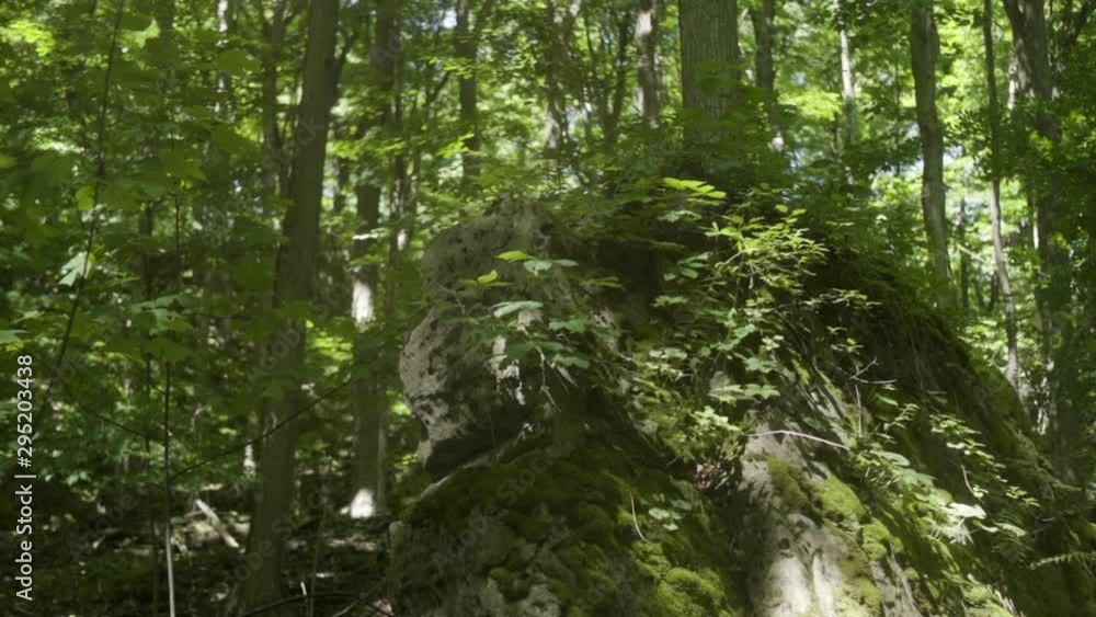 Slow motion shot of dense forest with rock covered in moss and plants in sunlight Slow motion shot of dense forest with rock covered in moss and plants in sunlight