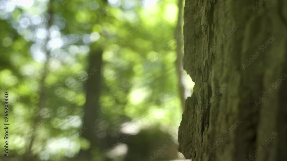 Close up slow motion shot of tree bark in forest with blurred background Close up slow motion shot of tree bark in forest with blurred background