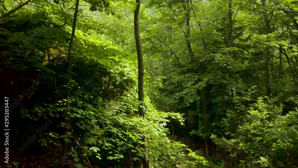 Tilt up to reveal dense green forest and bright sunlight Tilt up to reveal dense green forest and bright sunlight
