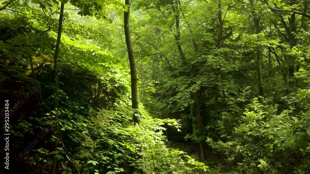 Slow pan right of dense green forest and bright sunlight Slow pan right of dense green forest and bright sunlight