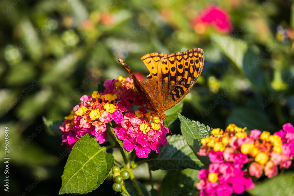 Obraz premium Variegated Fritillary butterfly on Lantana flowers