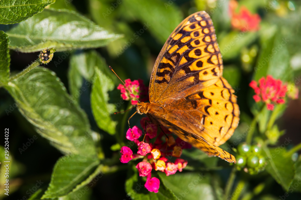 Obraz premium Variegated Fritillary butterfly on Lantana flowers