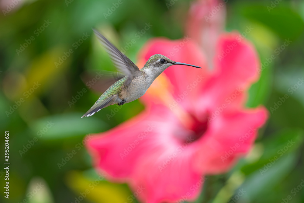 Fototapeta premium Hovering Near the Hibiscus