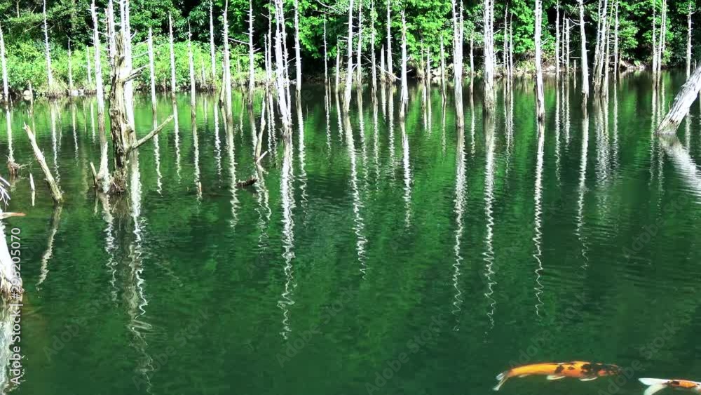Tilt shot of the beautiful pond with carp and submerged forest in Yamaguchi, Japan. 4K Tilt shot of the beautiful pond with carp and submerged forest in Yamaguchi, Japan. 4K