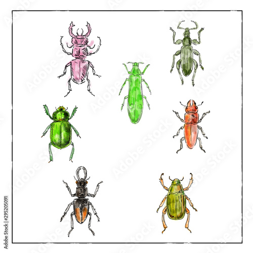 Beetles Vintage Collection on White background