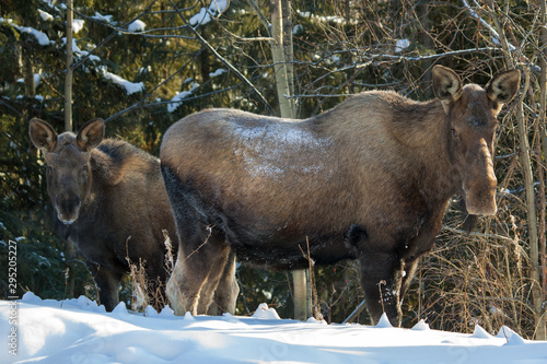 Two Moose Together