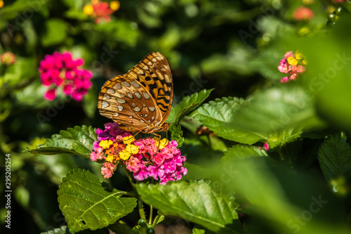 Great spangled fritillary butterfly sitting on Lantana wildflowers photo