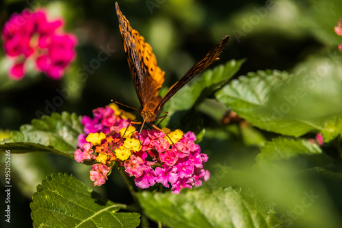 Photography Great spangle fritillary butterfly sitting on Lantana wildflowers