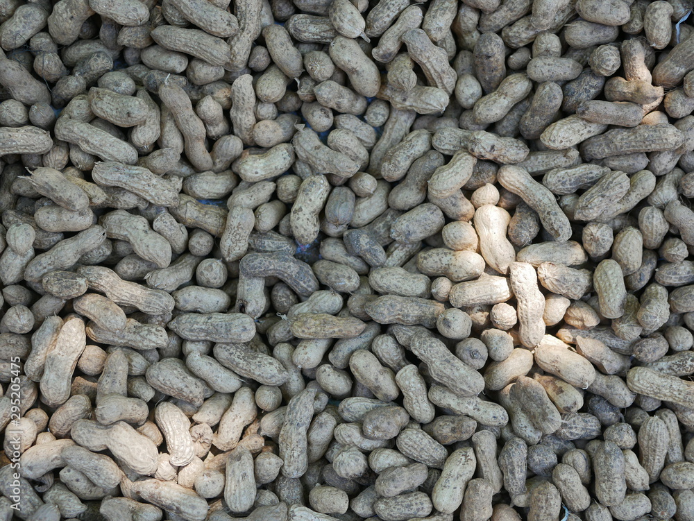 Peanuts being spread out and dried off outdoor Peanuts being spread out and dried off outdoor