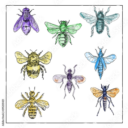 Vintage Bees and Flies Collection on White background