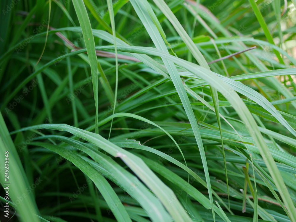 Selective focus of lemongrass growing healthily on the ground Selective focus of lemongrass growing healthily on the ground