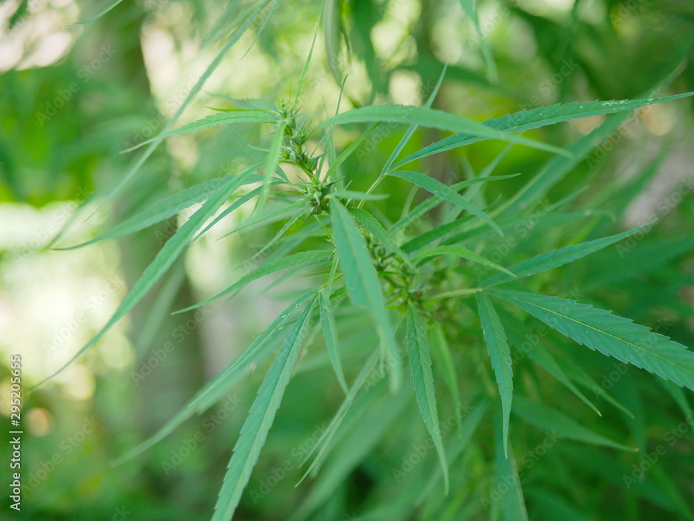 Young marijuana tree, Cannabis, leaves growing in a backyard vegetable garden at home Young marijuana tree, Cannabis, leaves growing in a backyard vegetable garden at home