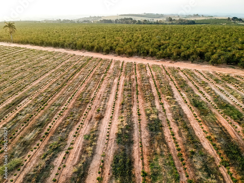 Aerial view of coffee seedlings being irrigated in the drip system