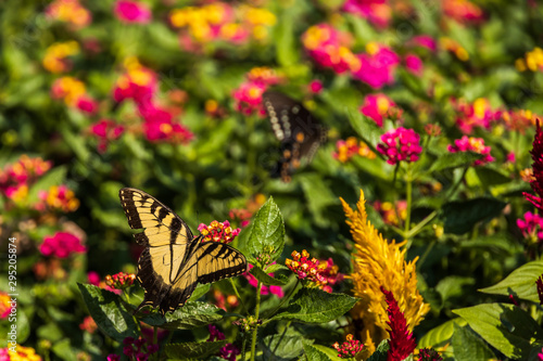 Eastern Tiger Swallowtail on Lantana wildflowers