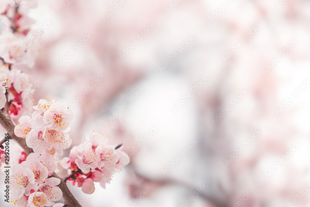 Cherry blossom in spring for background or copy space for text Cherry blossom in spring for background or copy space for text