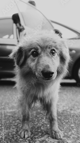 Perro pequeño en la montaña cántabra 