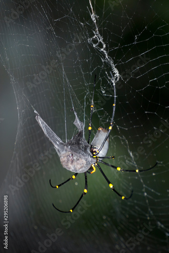 Wallpaper Mural Golden Orb-Weaver spider wrapping up microbat near Kuranda in Tropical North Queensland, Australia Torontodigital.ca