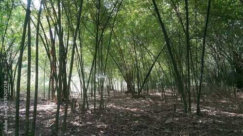 trees in the forest