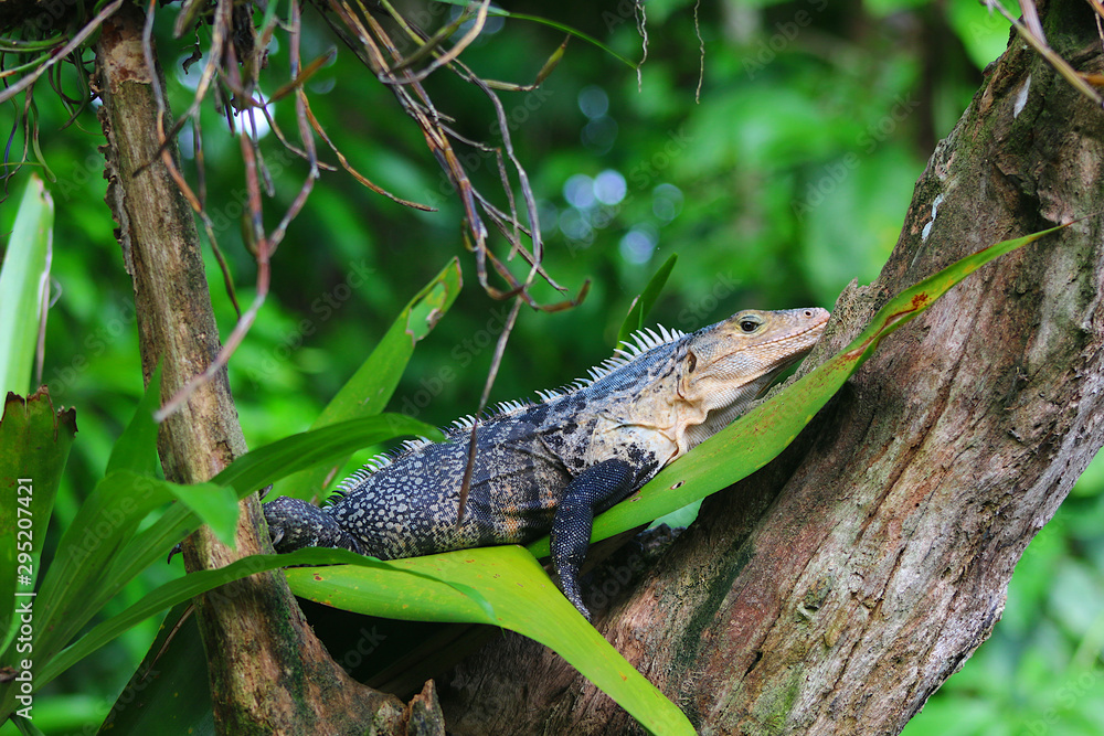 Obraz premium The Lazy Iguana