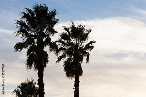 Two palm trees blowing in the wind during afternoon light.