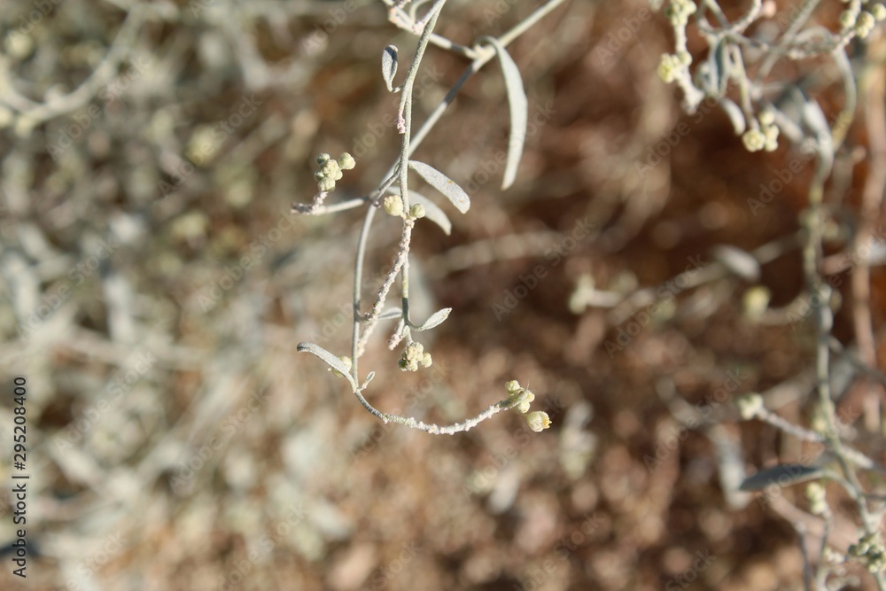 Slender and enchanting, these grey green leaves belong to a Southern Mojave Desert native plant in Joshua Tree National Park, casually as California Croton, taxonomically as Croton Californicus. Slender and enchanting, these grey green leaves belong to a Southern Mojave Desert native plant in Joshua Tree National Park, casually as California Croton, taxonomically as Croton Californicus.