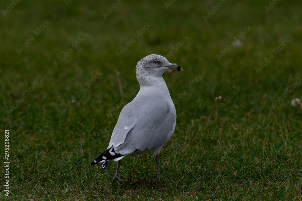 a seagull walks in the green grass a seagull walks in the green grass
