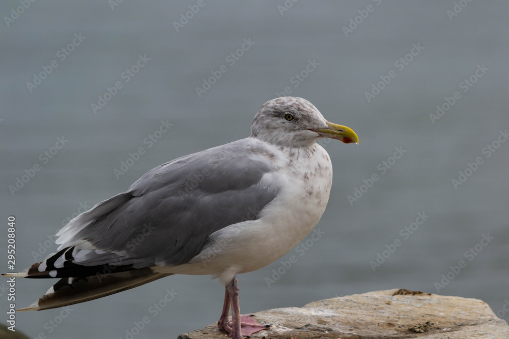 a closeup of a seagull perched on a rock a closeup of a seagull perched on a rock