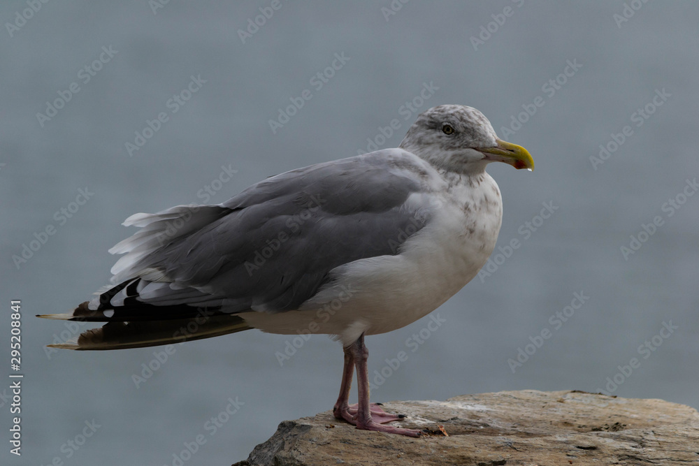 a closeup of a seagull perched on a rock a closeup of a seagull perched on a rock