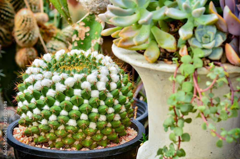 Close up cactus in pot Close up cactus in pot