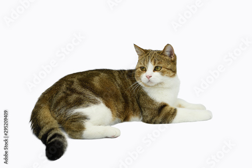 Male Scotch fold White stripes, three colors, sitting, resting on a white background with clipping path.