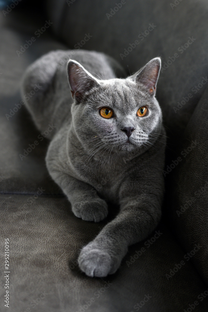 Obraz premium British shorthair cat, blue-gray color with orange eyes. Sit and relax on the dark sofa. Look to the top.