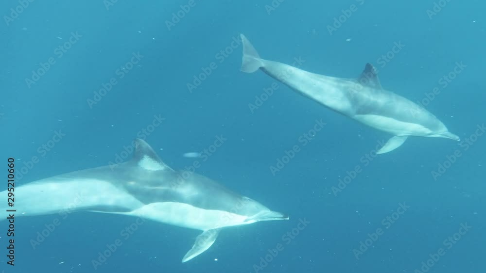Slow motion of close encounter with common dolphin, underwater shot Slow motion of close encounter with common dolphin, underwater shot