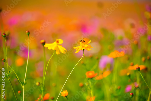 field of flowers © WORAVUDH