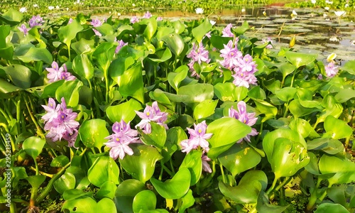water hyacinth