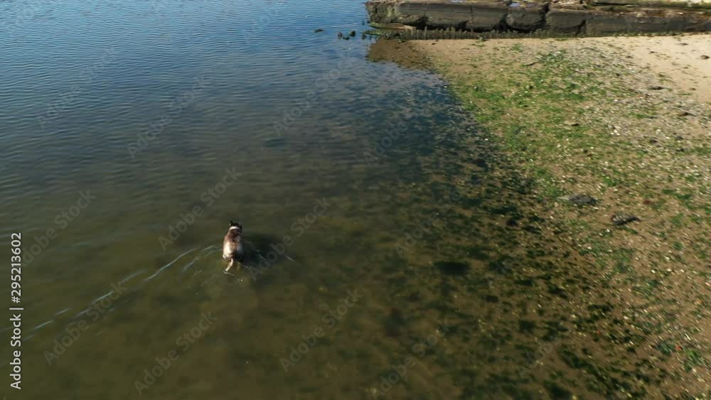 drone camera hovers & orbit over an old, fat, husky dog in Shell Bank Creek in Brooklyn, NY as he walks slowly & the sun glimmers & reflects on the water. drone camera hovers & orbit over an old, fat, husky dog in Shell Bank Creek in Brooklyn, NY as he walks slowly & the sun glimmers & reflects on the water.