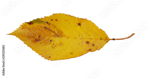 autumn leaves isolated cherry tree leaf  for background