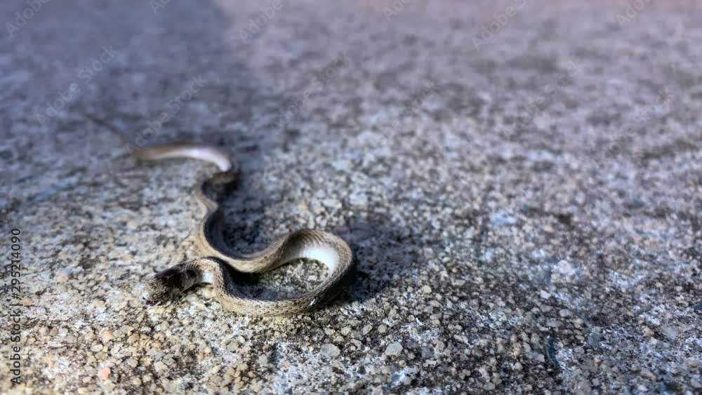 Dead baby snake with black ants crawling in and out of it's mouth with a shallow depth of field and copy space Dead baby snake with black ants crawling in and out of it's mouth with a shallow depth of field and copy space