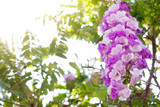 Garlic vine or Mansoa alliacea flower bloom on tree with sunlight on blur nature background.