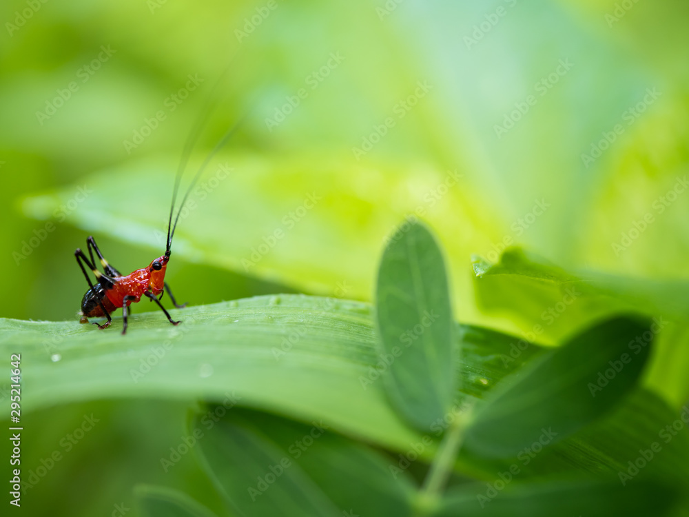 Naklejka premium a little red grasshopper on grass in the morning