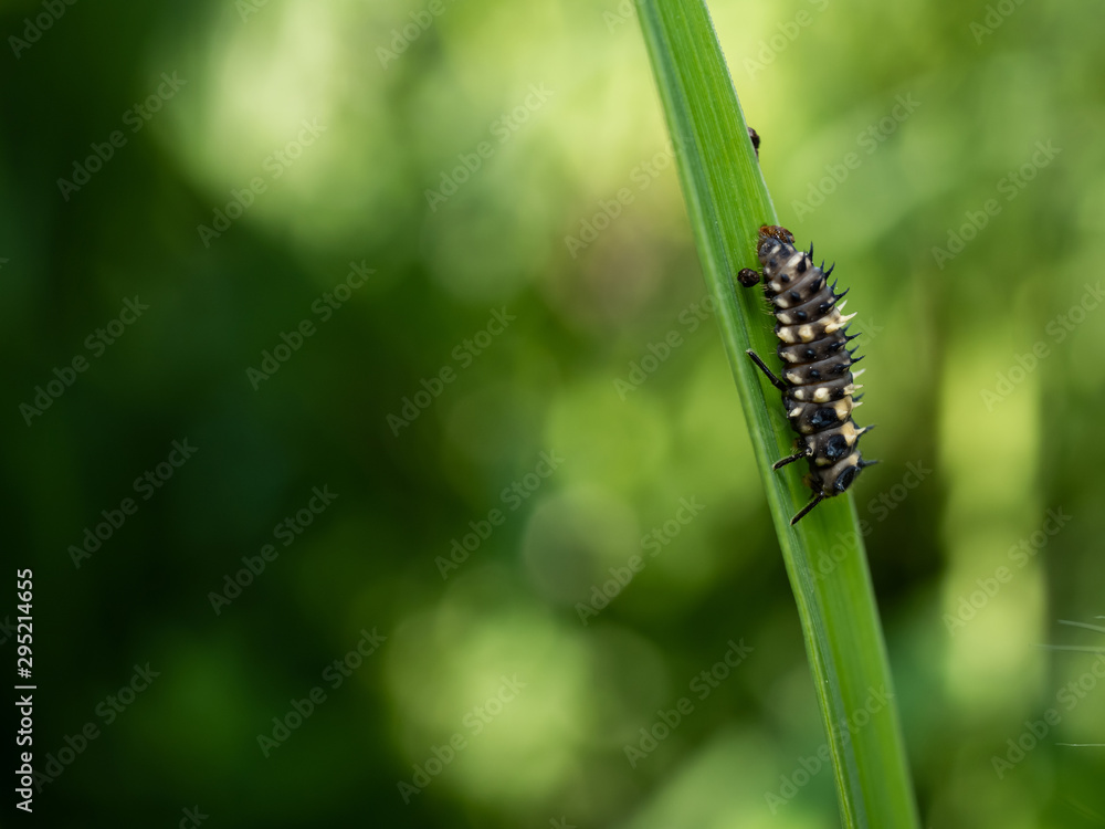 a little worm on grass in the morning