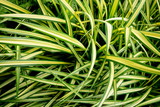 spider plant or spider ivy , Chlorophytum comosum green and yellow color long leaves grass in garden . hipster houseplant air purify .