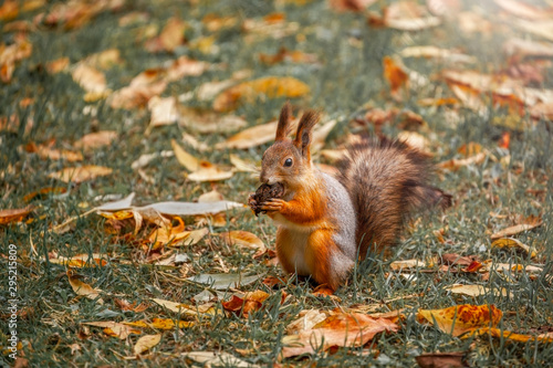 a squirrel in the forest found a nut and nibbles  a squirrel makes reserves for the winter  autumn time  fallen leaves