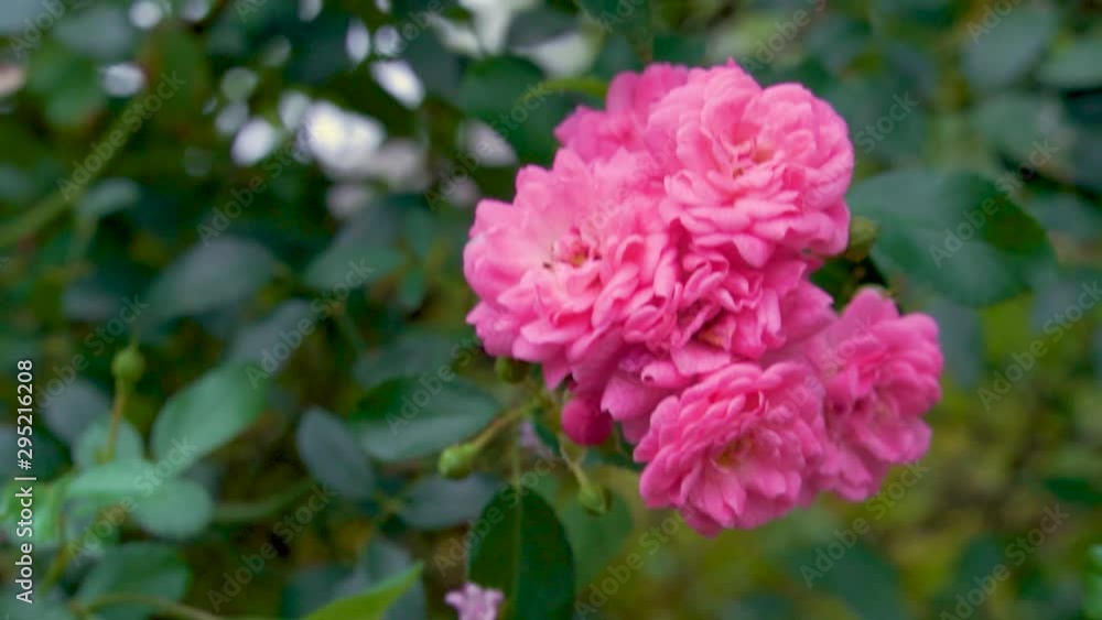 a bundle of pink flowers gently blowing in the wind a bundle of pink flowers gently blowing in the wind