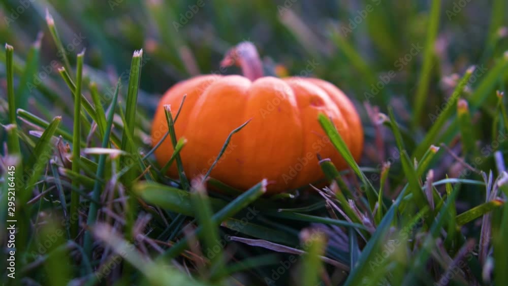 Rotate around tiny pumpkin sitting in grass in slow motion Rotate around tiny pumpkin sitting in grass in slow motion