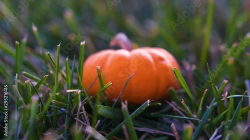 Wallpaper Mural Rotate around tiny pumpkin sitting in grass out of focus to in focus in slow motion Torontodigital.ca